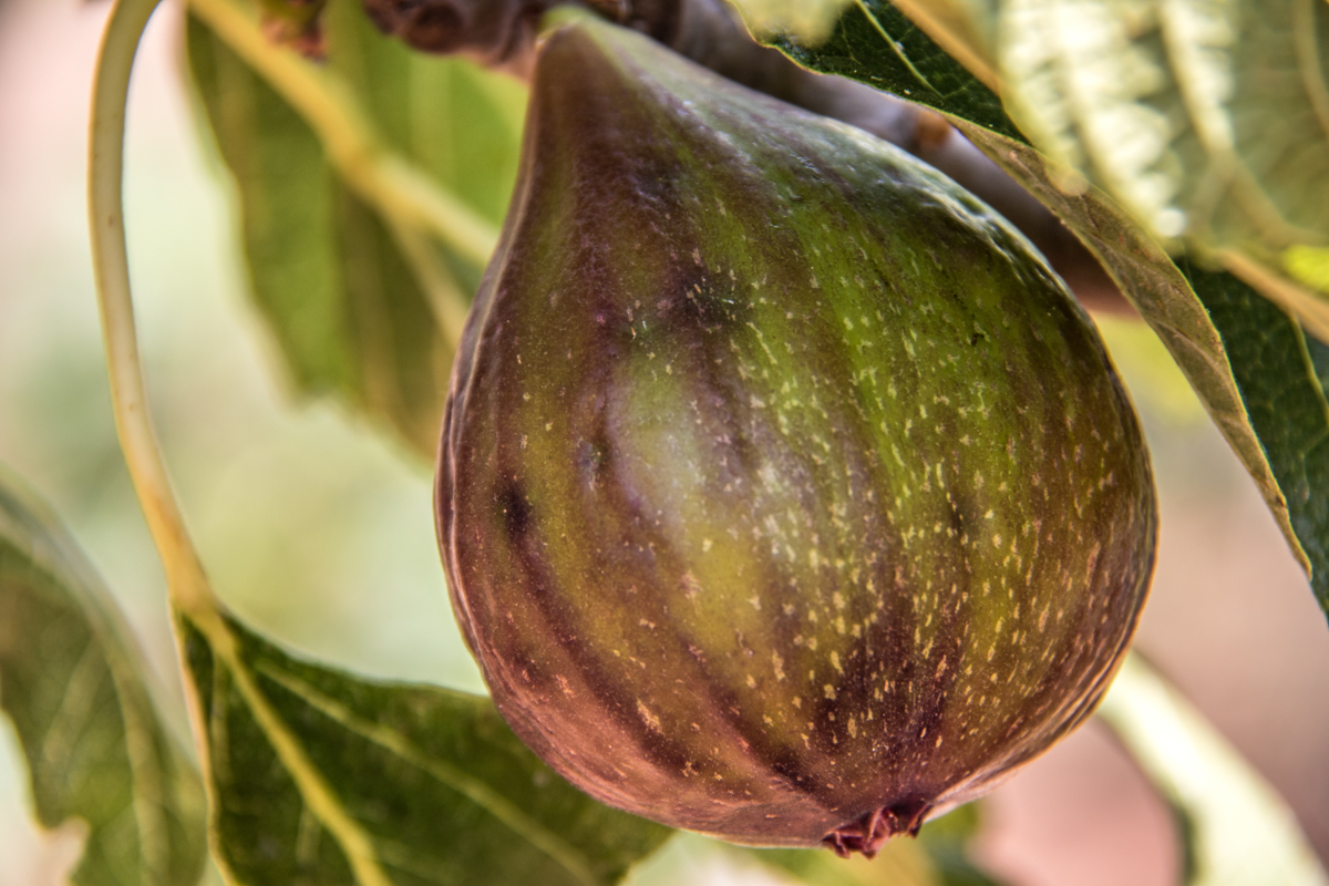 Figue boule d'or