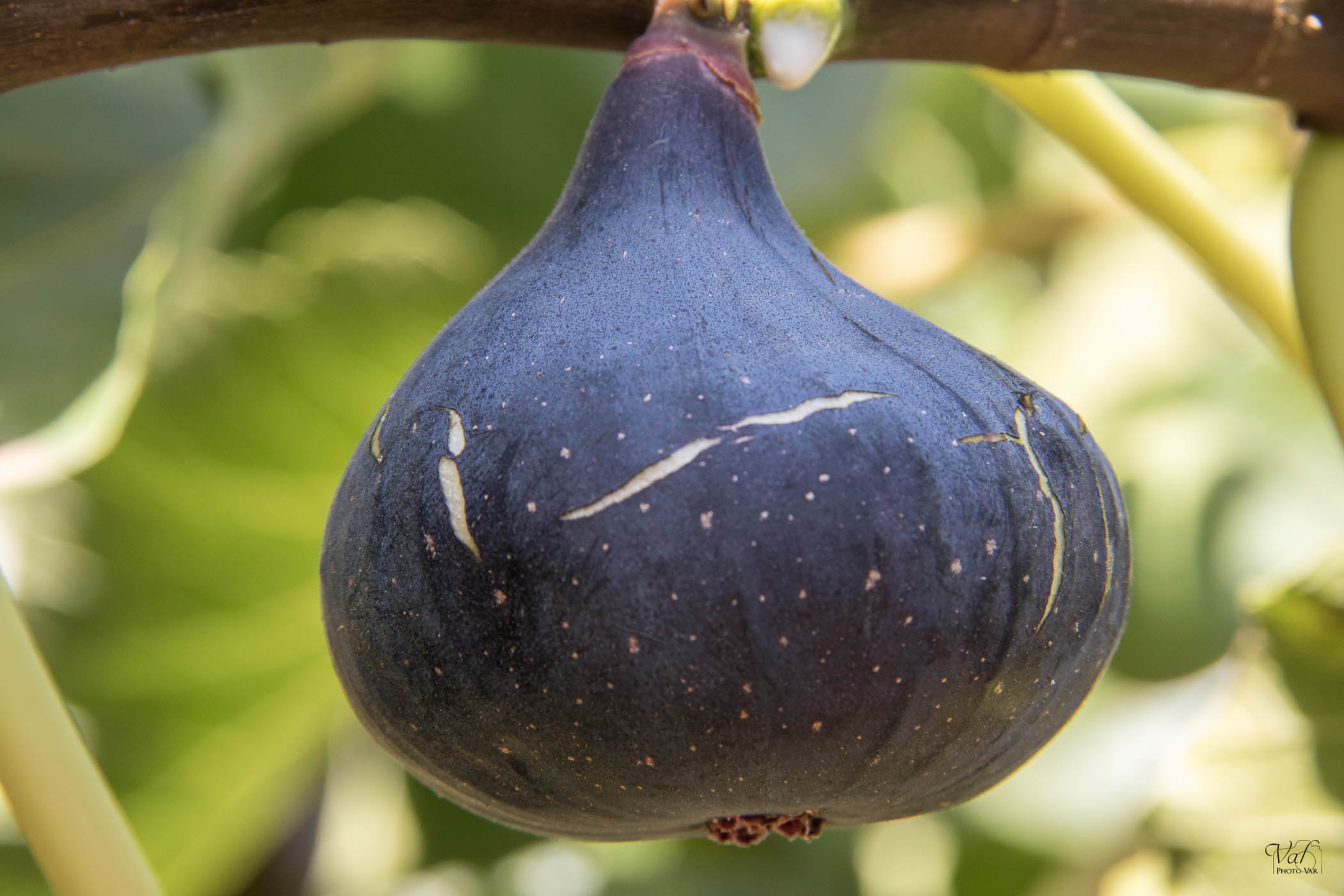Figue violette AOP de Solliès